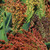Seed Savers - Mixed Colors Broomcorn Sorghum