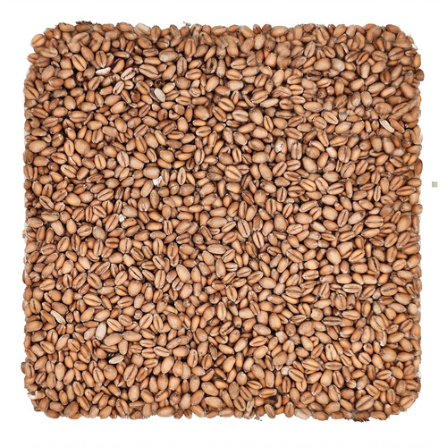 Torrified Red Wheat Grain 5lb