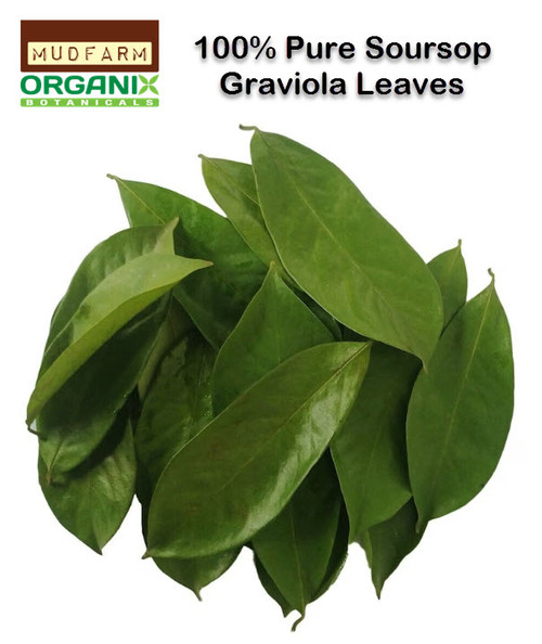 Soursop leaves come from the Annona muricata tree, also known as Graviola or Guanábana. These vibrant green leaves are valued for their natural health benefits, often used in teas and herbal remedies. Rich in antioxidants, they are believed to support immune health, relaxation, and overall well-being.

✅ Common Uses: Herbal tea, extracts, and traditional remedies
✅ Benefits: Antioxidant-rich, promotes relaxation, and supports wellness