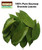 Soursop leaves come from the Annona muricata tree, also known as Graviola or Guanábana. These vibrant green leaves are valued for their natural health benefits, often used in teas and herbal remedies. Rich in antioxidants, they are believed to support immune health, relaxation, and overall well-being.

✅ Common Uses: Herbal tea, extracts, and traditional remedies
✅ Benefits: Antioxidant-rich, promotes relaxation, and supports wellness