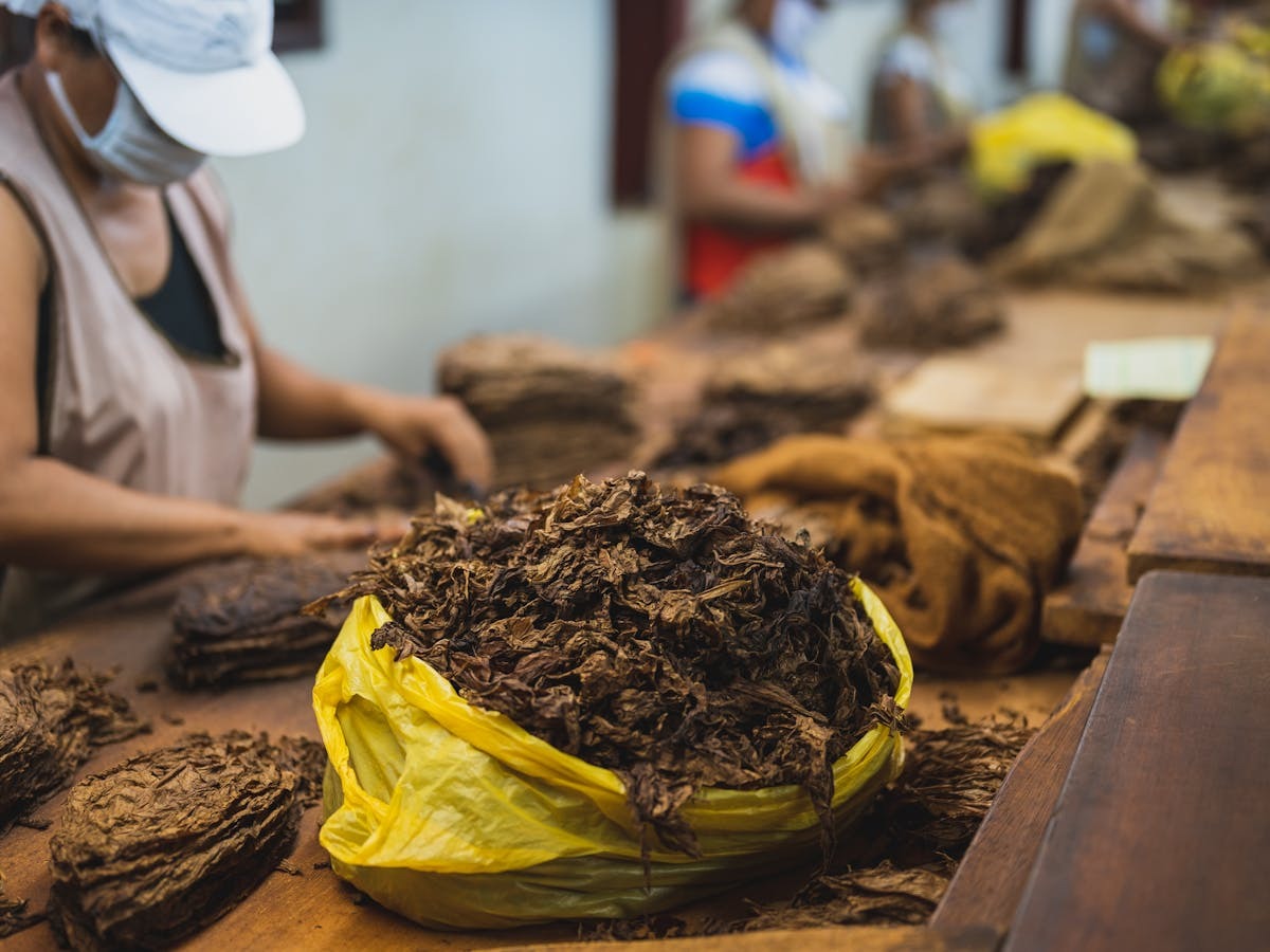 Bag of tobacco on a manufacturing line