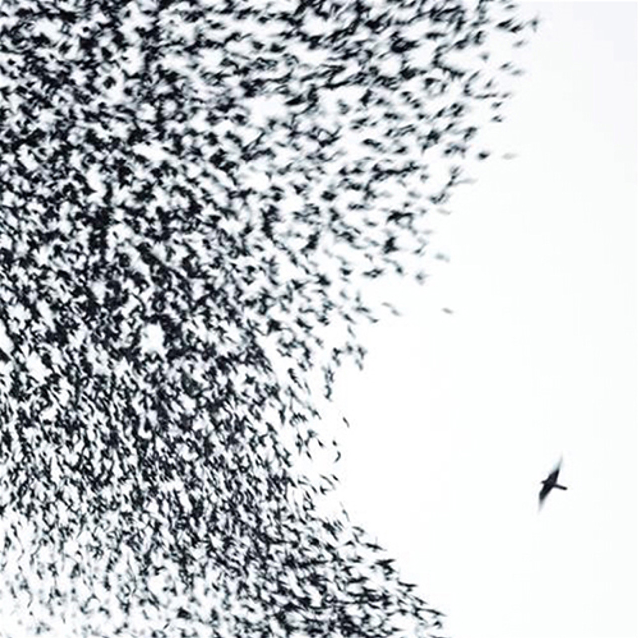 WILCO SKY BLUE SKY ウィルコ レコード LP Wilco - Sky Blue Sky (Vinyl 2LP) * * * - Music Direct
