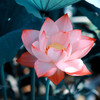 Pink lotus flower with orange tipped petals the color of Padparadscha sapphire.