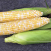 Remedy Attribute II Sweet Corn (Roundup Ready)