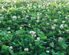 Ladino White Clover Foliage Field Picture