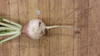 Forage Turnip Food Plot Seed