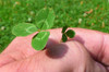 Euromic MicroClover Seed