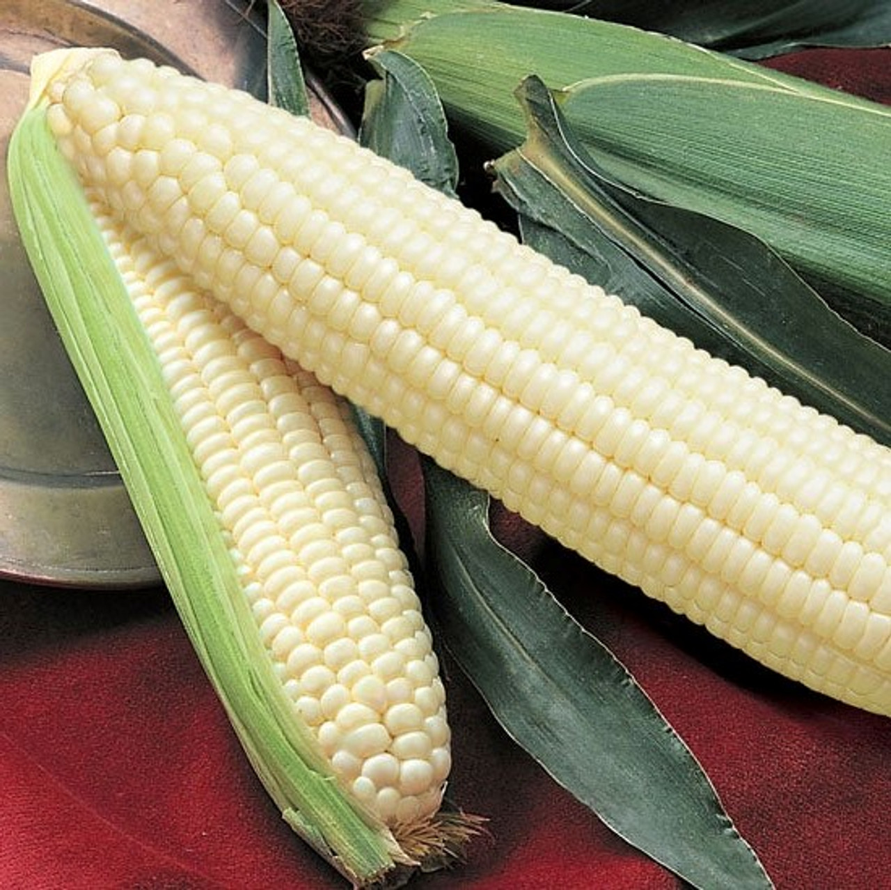 Silver Queen White Sweet Corn Seed