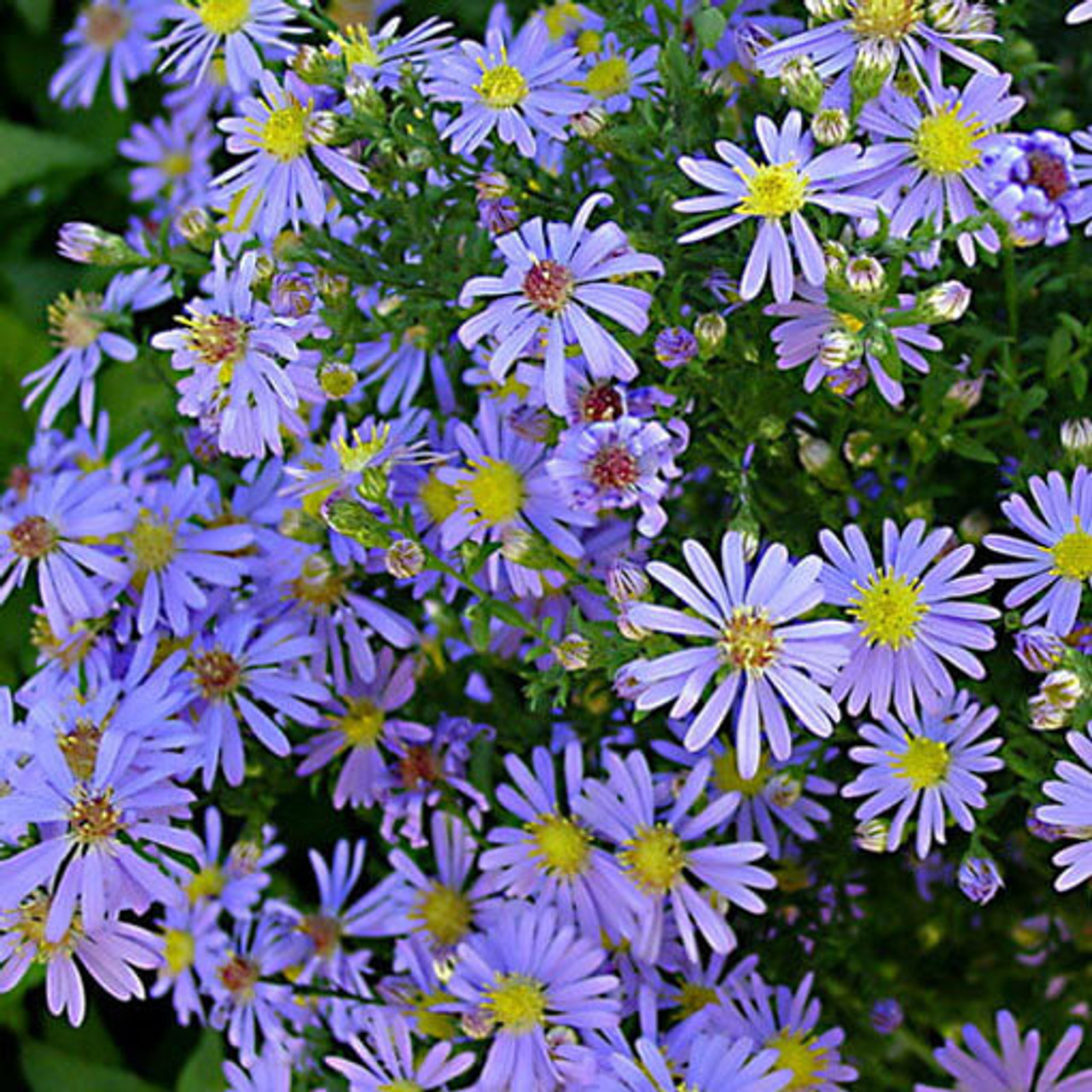 Smooth Blue Aster (Aster laevis)
