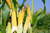 When to Harvest Your Corn This Year?