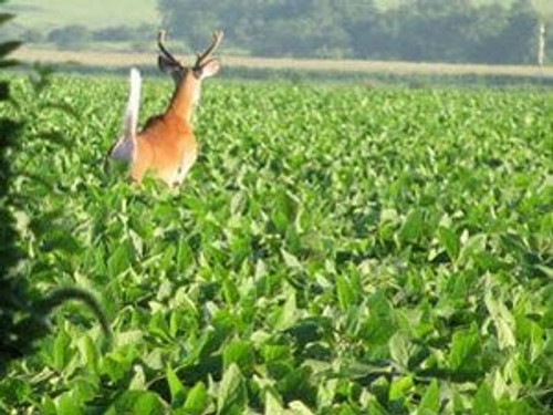A deer running through a field of soybeans.