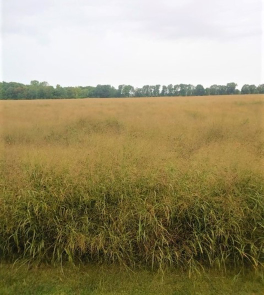 RC Big Rock Switchgrass Seed (Panicum virgatum)