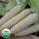 Organic Seed Corn