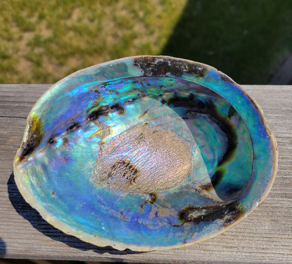Abalone Shell (use for crystal dish, sage burning, other)