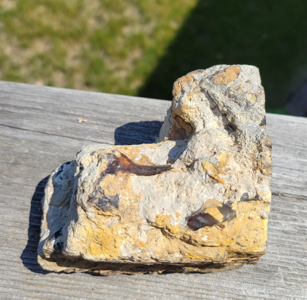 Petrified Wood Polished Display Specimen