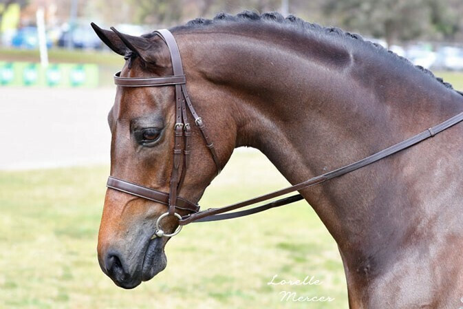 Snaffle Bridles