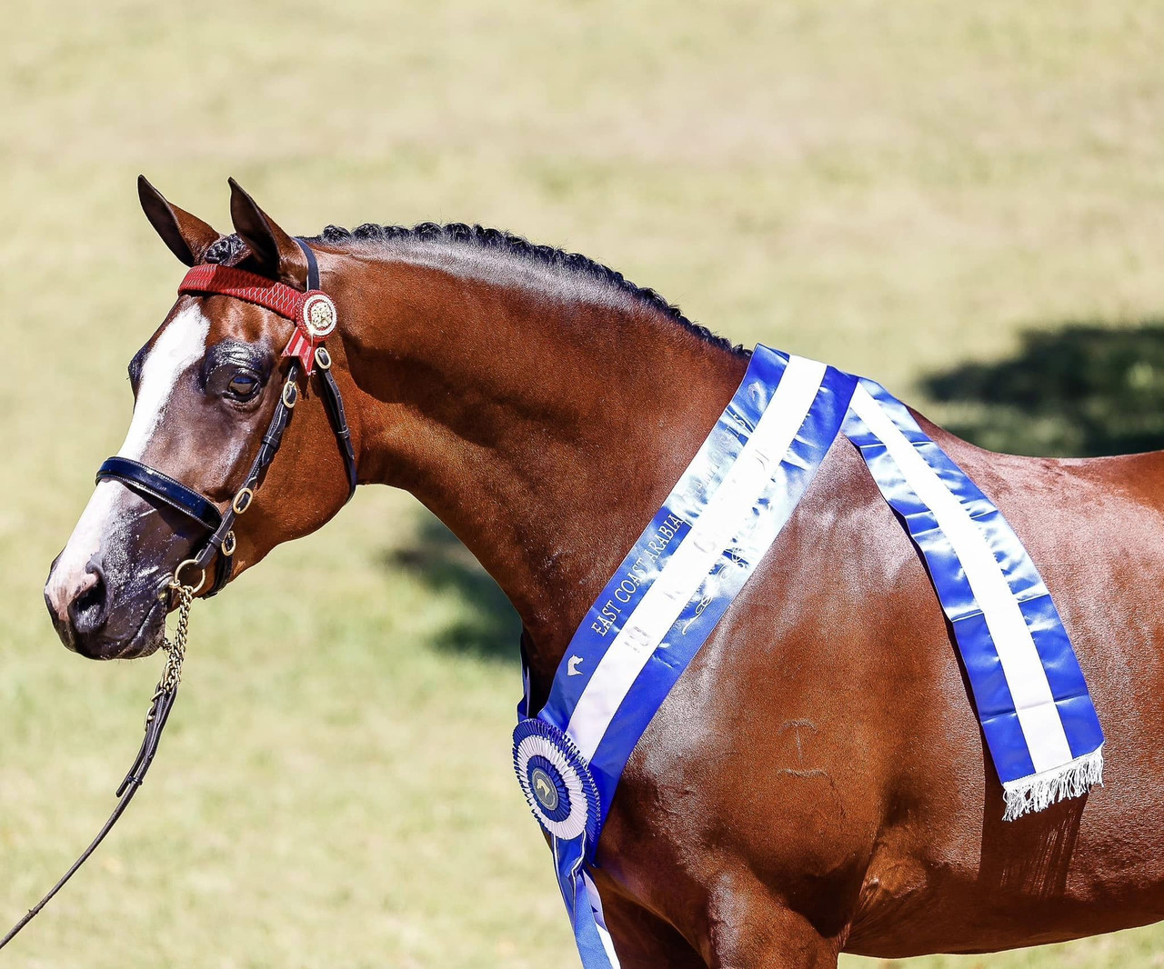 In-Hand Bridles
