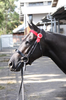 Kallenia Jessica, multiple Royal Show winner and Champion, wearing a WHE Black 3cm Patent Leather Noseband at Sydney Royal 2015.