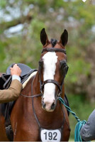 Saige Partners Pacific Coast Champion, Jarendan Just Saying, owned by Miss S McKell. Showing WHE Patent Leather Noseband and Browband (0136). Both in our Havana / Dark Brown.
Photo credit is LMG Photogrpahy.
