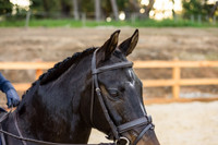 The Newcomer Snaffle Bridle
