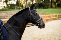 The Newcomer Snaffle Bridle