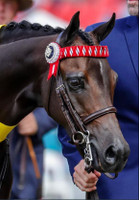 The magnificent head of Scott Mason and Kevin Walkers' ''Whitehill Medicine Man''.  Justin is wearing the Imperial Collection Gold Crown Weymouth in Havana. Photo Credit: Foxwood Photography.