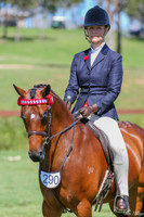 Imperial Collection Gold Crown Havana Pony bridle used as a simple snaffle.  Matching small size number holder. Photo courtesy Amy McKechnie at 2019 SHC Grand Nationals, Young Horse Class, Photo image Danni Milligan.