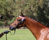 "Aria For You", owned by Stacey Pickett. Photo by Aria Lodge. Wearing Havana Small Pony Imperial Collection Gold Crown Snaffle .