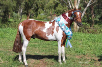 Jo Moores' Prada Pines Picasso taking out best stallion or colt Led Show Hunter and Champion Part Bred Colt at QLD All welsh show. Wearing Aus Nut Imperial Collection In Hand Bridle. Photo Image Sharon Nihot.