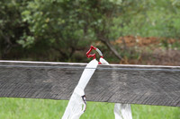 WHE Slow Feed Hay Net With Free Aluminium Carabiner.