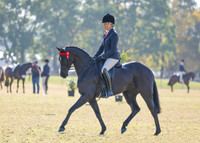 Kensington Miss Morocco wearing a Black Balmoral Shaped Girth.