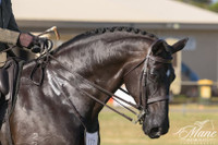 Australian Classic Noseband