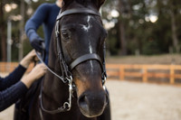 Fine Stitched Classic Weymouth Bridle