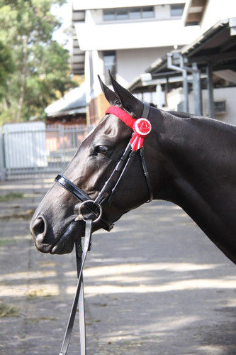 Kallenia Jessica, multiple Royal Show winner and Champion, wearing a WHE Black 3cm Patent Leather Noseband at Sydney Royal 2015.