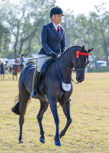Kensington Miss Morocco wearing a Black Balmoral Shaped Girth.
