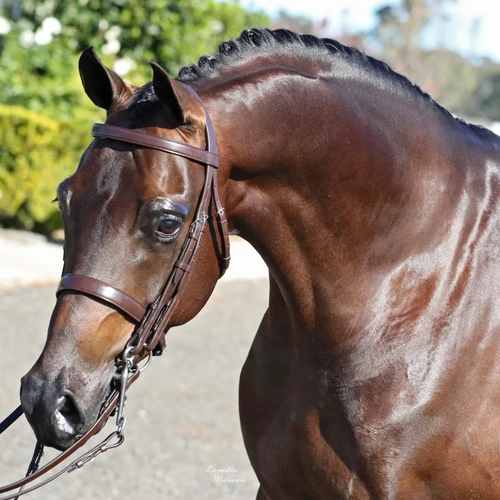 3100E Gold Crown Weymouth bridle