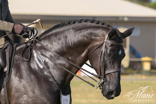 Brent Bennetts magnificent ''Louvant'' shines in his Aus Classic Weymouth Bridle and matching Number Holder. Brent has added to his bridle our Soft Padded Nappa Reins.