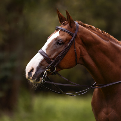 Olivia Palfreymans' beautiful Hustler SP wearing the Warmblood Size Imperial Collection Gold Crown bridle. Photo credit Labella Vita Photography.