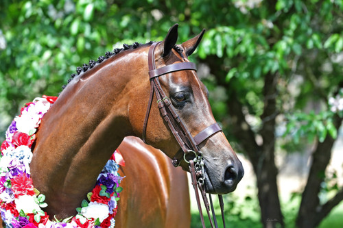 Imperial Collection Hunter Turnout Weymouth Bridle