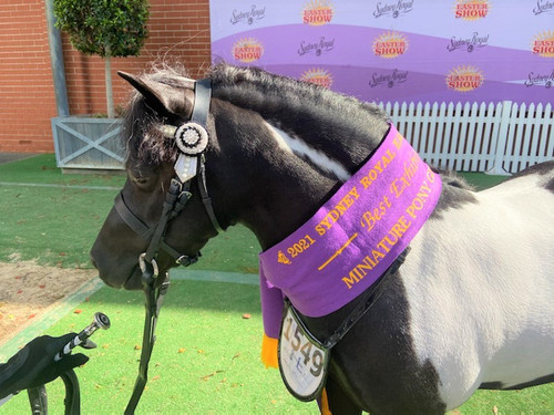 Ivery Park Oreo featured in the WHE Miniature Bridle/Headpiece at 2021 Sydney Royal Show.