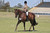 WHE Stitched Number Holder White Faced , used on It's Time To Party, winner at EA NSW State Cup Show , with Jess Stalling.