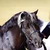 Ivery Park Oreo featured in the WHE Miniature Bridle/Headpiece at 2021 Sydney Royal Show.