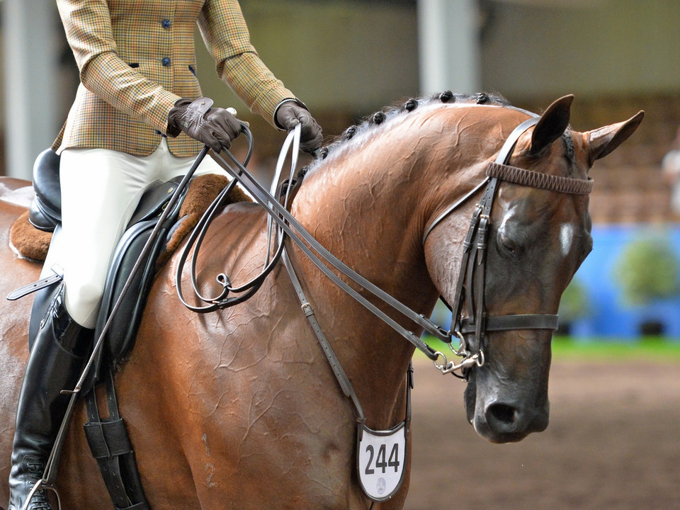 Girth shown here in Black .
As used on It's Time To Party, National Horse and Rider Championships 2013 Victoria.