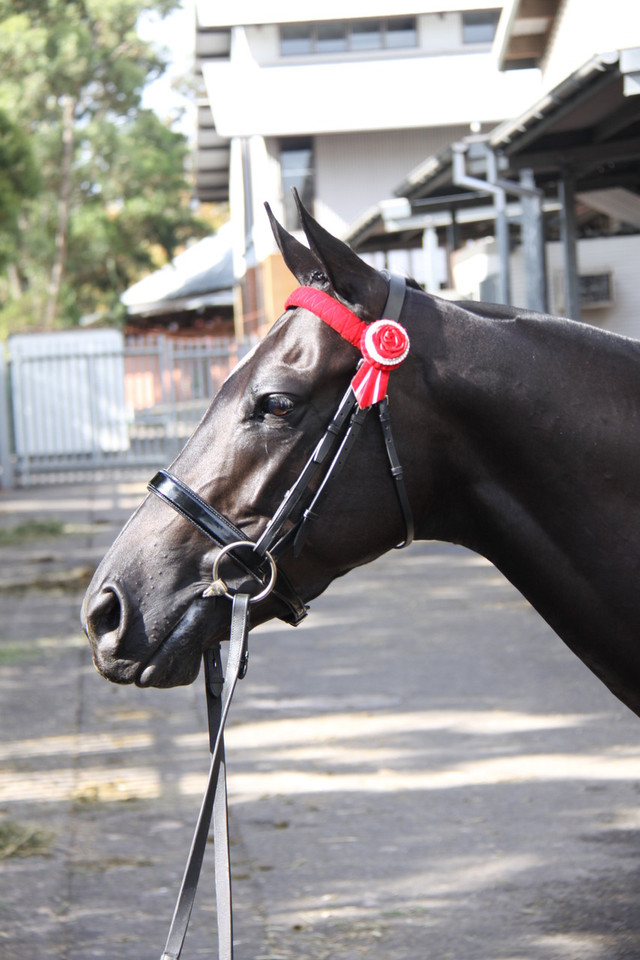 Kallenia Jessica, multiple Royal Show winner and Champion, wearing a WHE Black 3cm Patent Leather Noseband at Sydney Royal 2015.