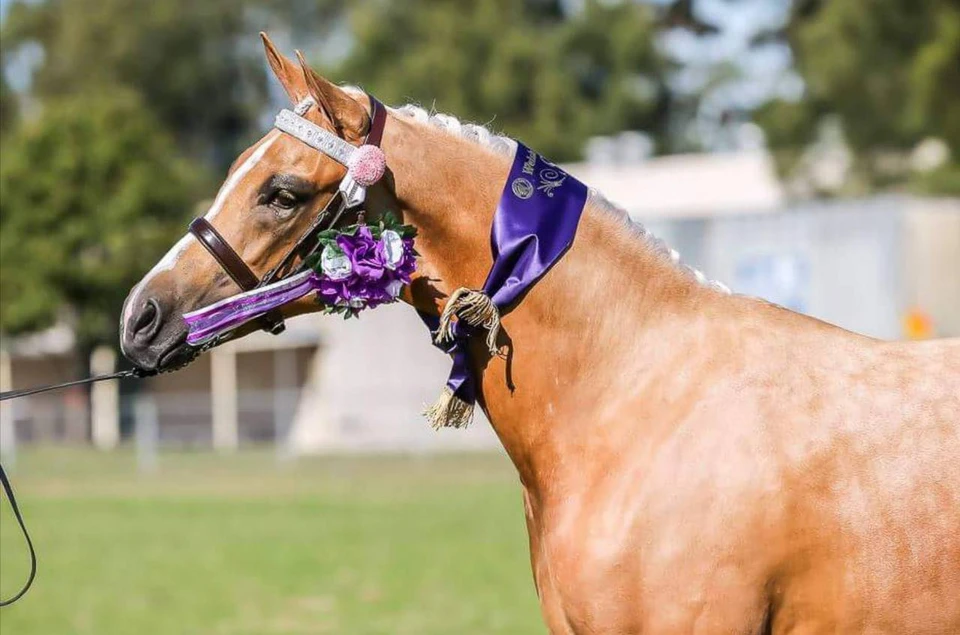 Top Model , Multi Supreme Champion Winner, owned by Summa Crockett wearing a WHE Patent Leather Noseband in 3cm width,  Havana/ Dark Brown.

