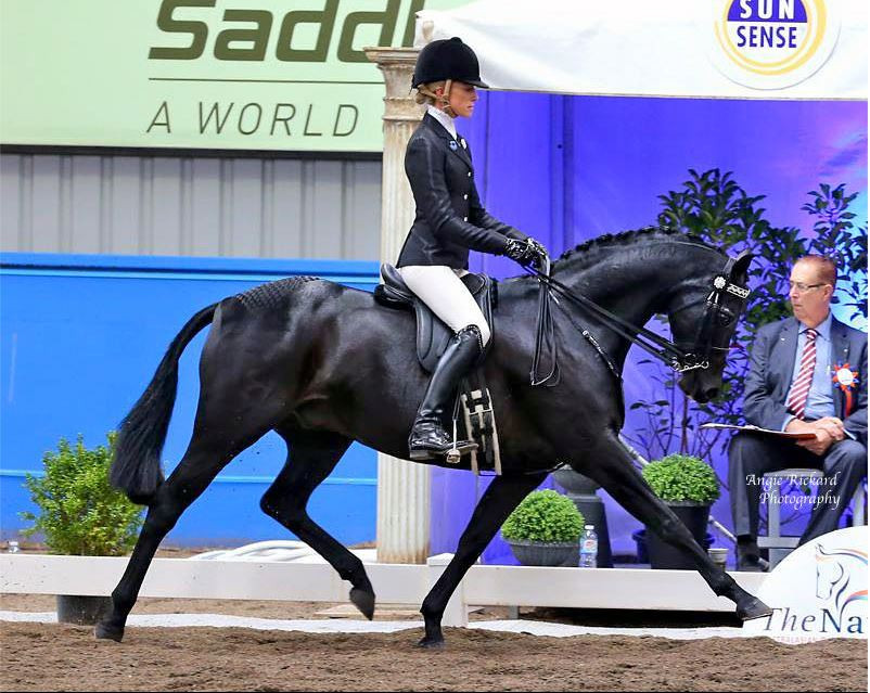 The Nationals 2015, Photo with WHE Patent Leather Noseband and Number Holder. Photo courtesy of Jess Stalling Photography Credit to Angie Rickards.