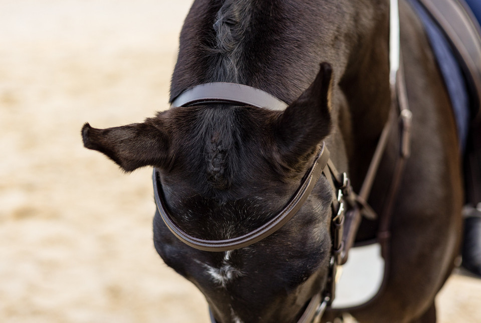 The Newcomer Snaffle Bridle
