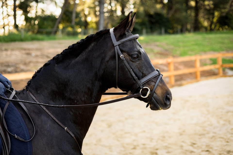 The Newcomer Snaffle Bridle