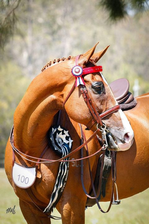 ''Seen A Host'' owned by Ashleigh Backhouse wearing Imperial Collection Gold Crown Bridle in Aus Nut with matching Number Holder. Photo Credit Mel Gauld.
