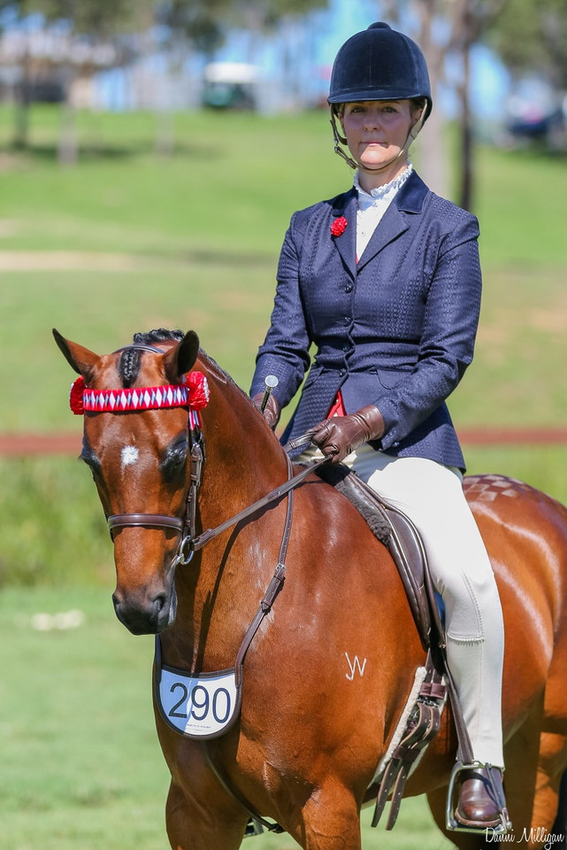 Imperial Collection Gold Crown Havana Pony bridle used as a simple snaffle.  Matching small size number holder. Photo courtesy Amy McKechnie at 2019 SHC Grand Nationals, Young Horse Class, Photo image Danni Milligan.